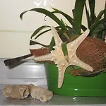 Apartman Skiljan
